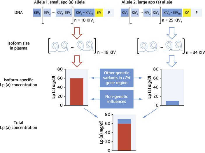 How Genetics and Lp(a) Shape Your Heart Attack Risk